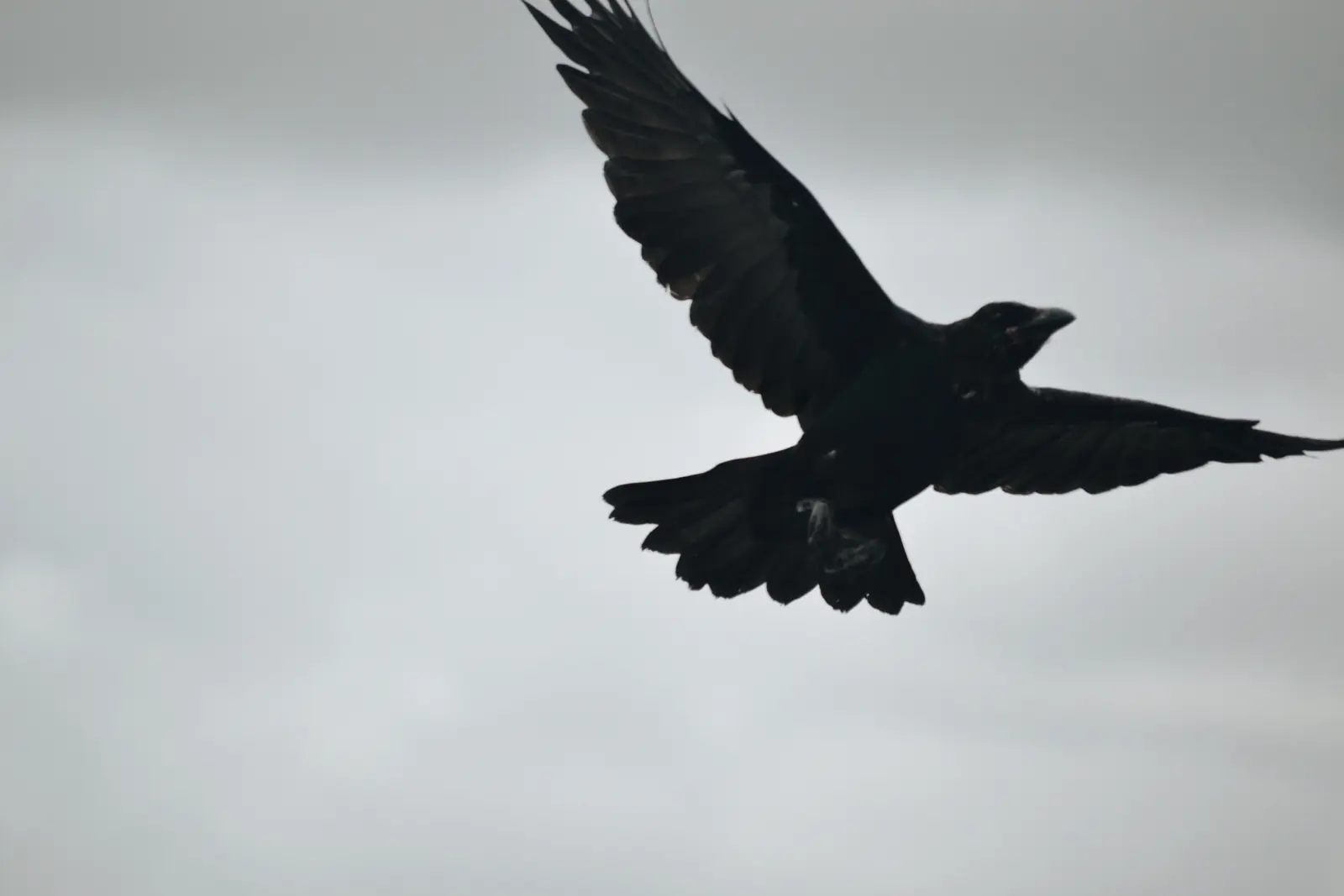 As the crow flies